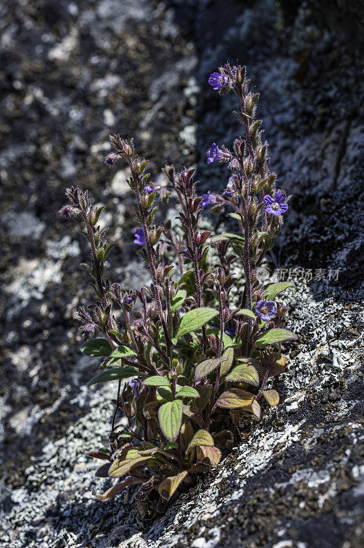 conacelia conacdonii是conacelia的一种，俗称conacelia。它是加州特有的，生长在内华达山脉山麓和横向山脉。